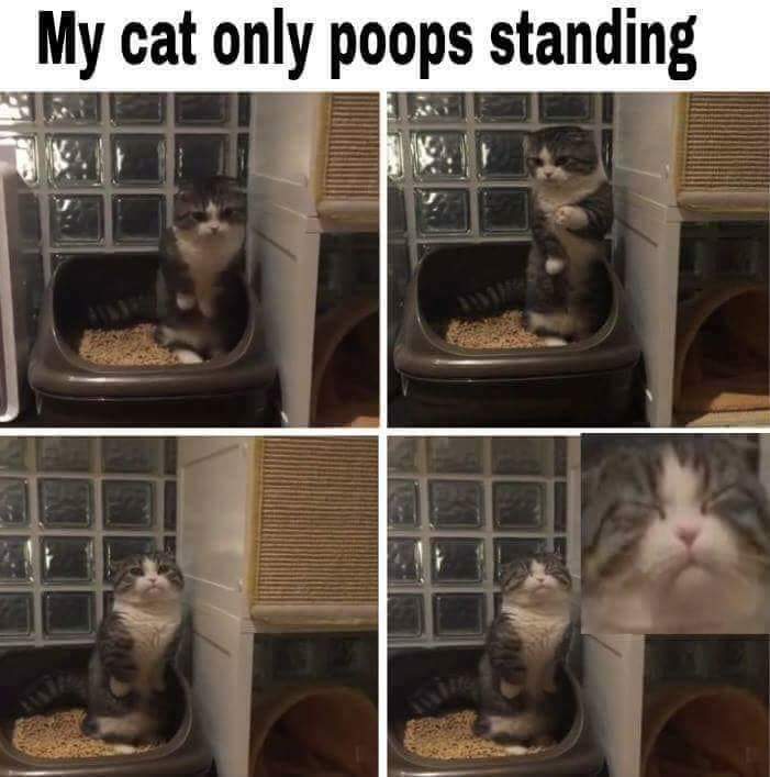 poops standing